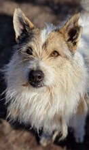 GERRY, Hund, Mischlingshund in Bulgarien - Bild 27