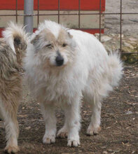GERRY, Hund, Mischlingshund in Bulgarien - Bild 3