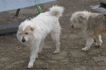 GERRY, Hund, Mischlingshund in Bulgarien - Bild 4