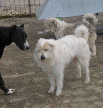 GERRY, Hund, Mischlingshund in Bulgarien - Bild 5