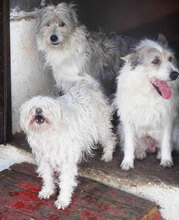 GERRY, Hund, Mischlingshund in Bulgarien - Bild 8
