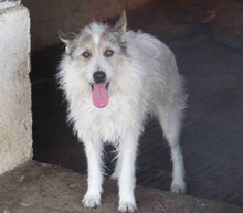GERRY, Hund, Mischlingshund in Bulgarien - Bild 9
