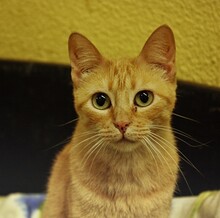 CATI, Katze, Hauskatze in Spanien - Bild 3