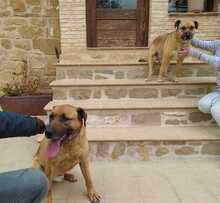 HIRA, Hund, Mischlingshund in Spanien - Bild 11