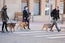 HIRA, Hund, Mischlingshund in Spanien - Bild 15