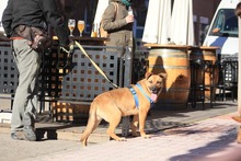 HIRA, Hund, Mischlingshund in Spanien - Bild 17