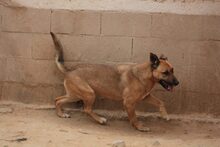 HIRA, Hund, Mischlingshund in Spanien - Bild 18