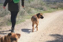 HIRA, Hund, Mischlingshund in Spanien - Bild 19