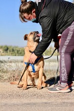 HIRA, Hund, Mischlingshund in Spanien - Bild 2