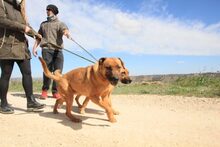 HIRA, Hund, Mischlingshund in Spanien - Bild 20