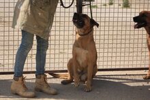 HIRA, Hund, Mischlingshund in Spanien - Bild 21
