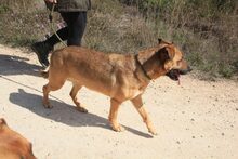 HIRA, Hund, Mischlingshund in Spanien - Bild 22