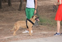 HIRA, Hund, Mischlingshund in Spanien - Bild 4