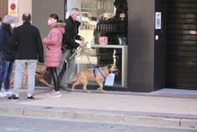 HIRA, Hund, Mischlingshund in Spanien - Bild 7