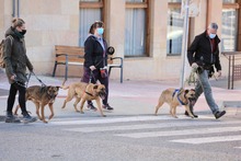 HIRA, Hund, Mischlingshund in Spanien - Bild 8