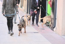 HIRA, Hund, Mischlingshund in Spanien - Bild 9