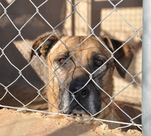 FREDY, Hund, Mischlingshund in Spanien - Bild 1