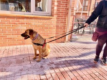FREDY, Hund, Mischlingshund in Spanien - Bild 10