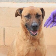 FREDY, Hund, Mischlingshund in Spanien - Bild 12