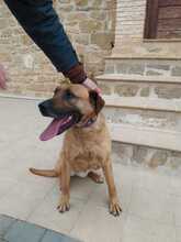 FREDY, Hund, Mischlingshund in Spanien - Bild 14