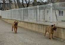 FREDY, Hund, Mischlingshund in Spanien - Bild 15