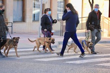 FREDY, Hund, Mischlingshund in Spanien - Bild 17