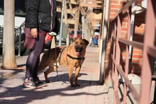FREDY, Hund, Mischlingshund in Spanien - Bild 19