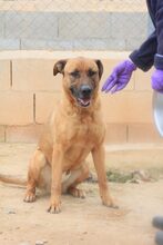 FREDY, Hund, Mischlingshund in Spanien - Bild 20
