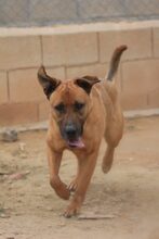 FREDY, Hund, Mischlingshund in Spanien - Bild 21