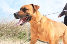 FREDY, Hund, Mischlingshund in Spanien - Bild 22
