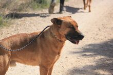 FREDY, Hund, Mischlingshund in Spanien - Bild 23