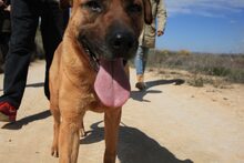 FREDY, Hund, Mischlingshund in Spanien - Bild 24