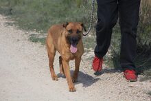 FREDY, Hund, Mischlingshund in Spanien - Bild 25