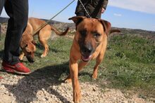 FREDY, Hund, Mischlingshund in Spanien - Bild 26