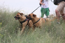FREDY, Hund, Mischlingshund in Spanien - Bild 3