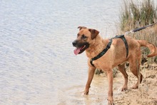 FREDY, Hund, Mischlingshund in Spanien - Bild 4