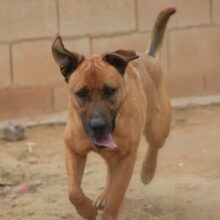 FREDY, Hund, Mischlingshund in Spanien - Bild 8