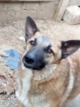 JESSE, Hund, Mischlingshund in Rumänien - Bild 1