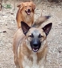 JESSE, Hund, Mischlingshund in Rumänien - Bild 2