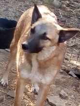 JESSE, Hund, Mischlingshund in Rumänien - Bild 3