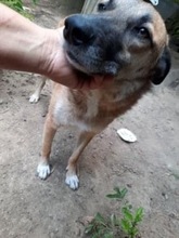 JESSE, Hund, Mischlingshund in Rumänien - Bild 4