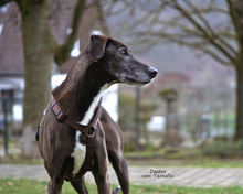 DAXTER, Hund, Greyhound in Bad Karlshafen - Bild 2