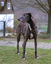 DAXTER, Hund, Greyhound in Bad Karlshafen - Bild 3