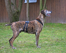 SUGUS, Hund, Greyhound in Bad Karlshafen - Bild 3