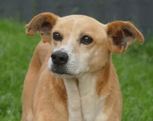 BOLINHA, Hund, Mischlingshund in Michelstadt - Bild 1