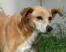BOLINHA, Hund, Mischlingshund in Michelstadt - Bild 4