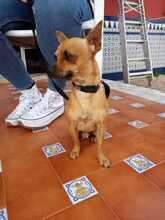 EDMUND, Hund, Chihuahua in Spanien - Bild 1