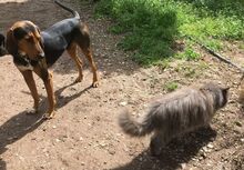 LUIS, Hund, Mischlingshund in Griechenland - Bild 4