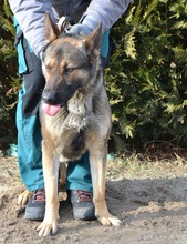GERALT, Hund, Mischlingshund in Ungarn - Bild 2