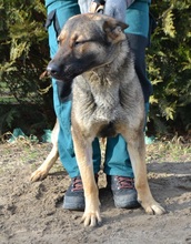 GERALT, Hund, Mischlingshund in Ungarn - Bild 4